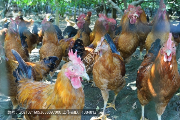 農(nóng)家土雞
