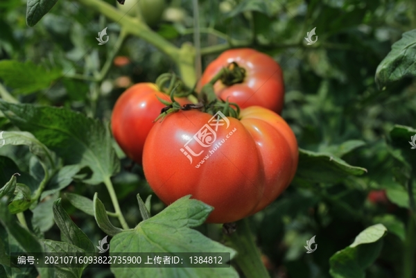 西紅柿