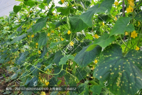黃瓜種植