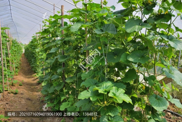 黃瓜種植