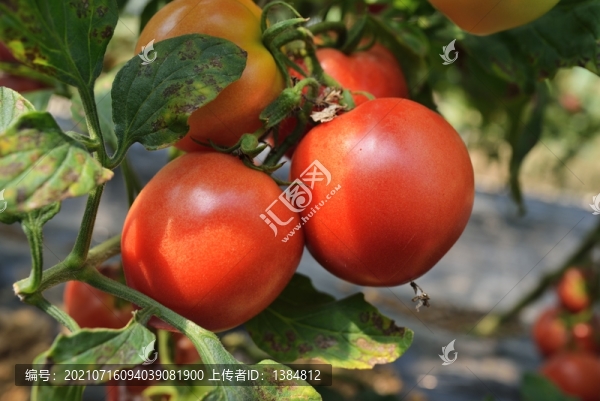 西紅柿
