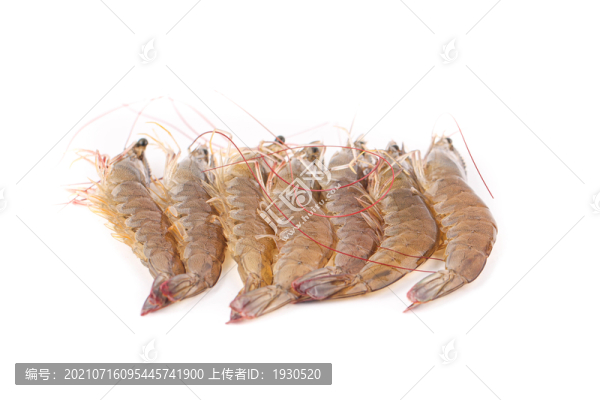 蝦