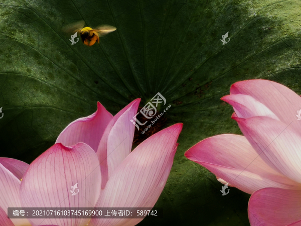 荷花蜜蜂