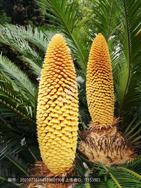 鐵樹開花