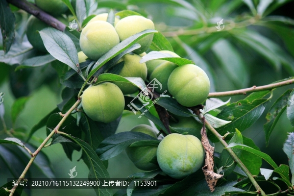 李子樹