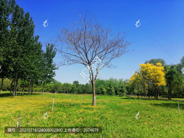 藍(lán)天樹林草地