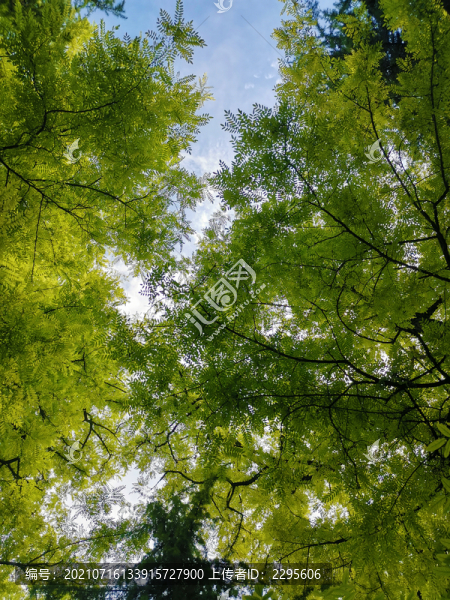 仰拍大樹(shù)