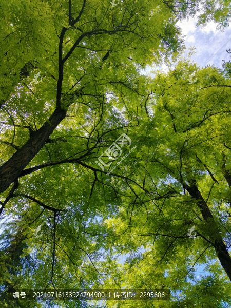 仰拍大樹