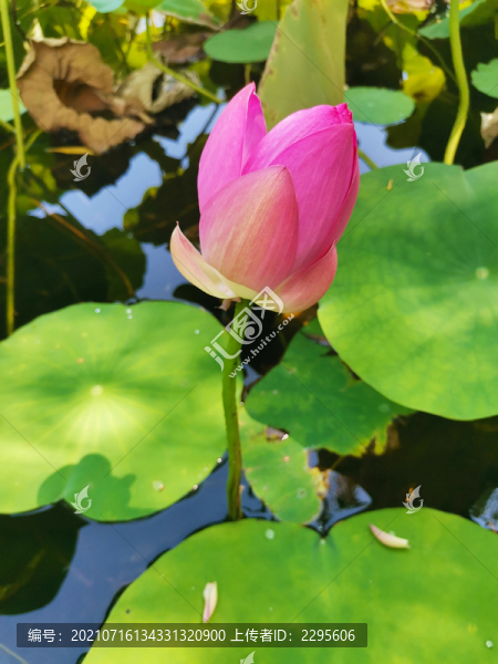 荷花