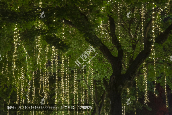樹木燈帶