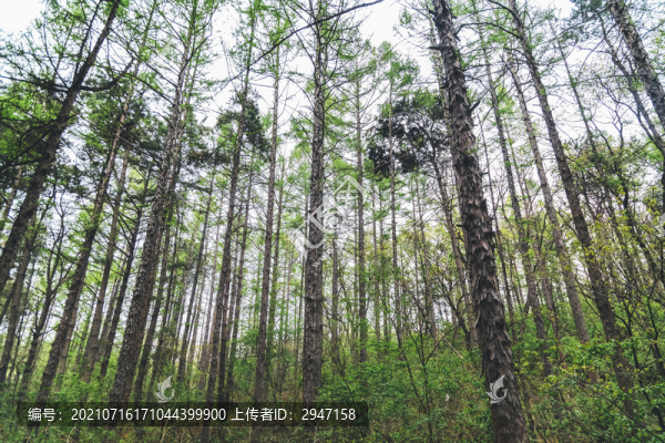 公園里茂密的樹林