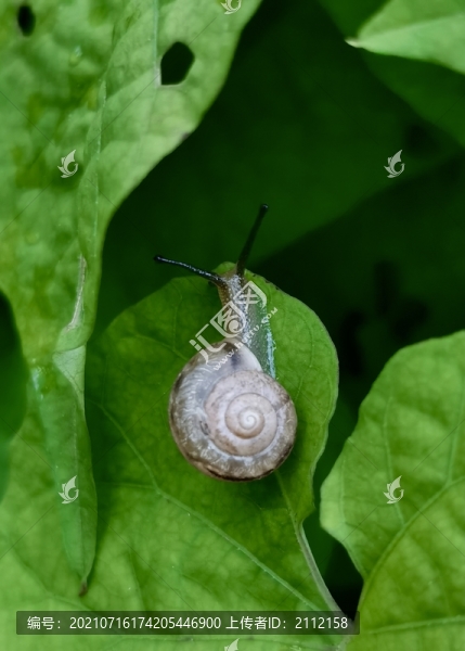 蝸牛