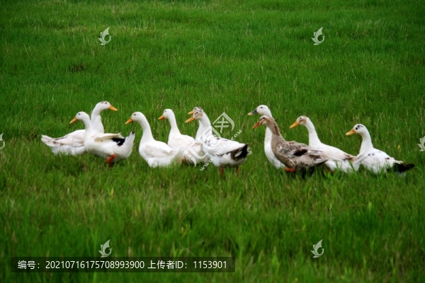 土鴨