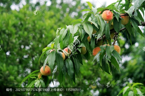 桃子樹