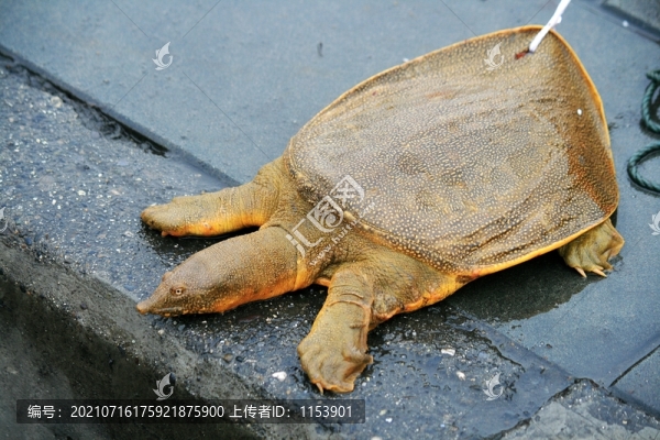 甲魚(yú)