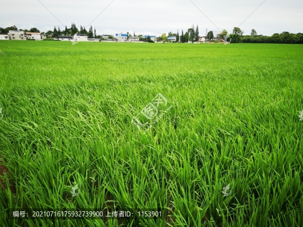 稻田