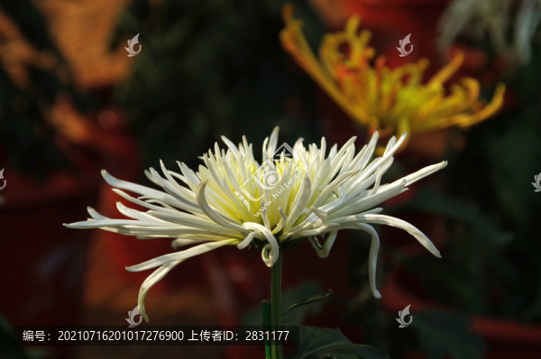 一組菊花