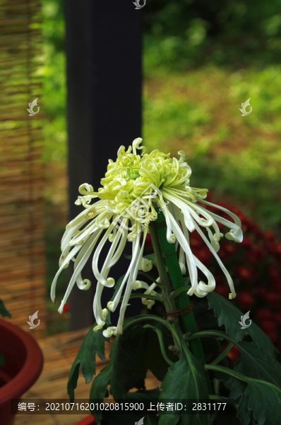 一組菊花