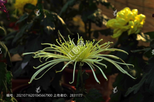 一組菊花