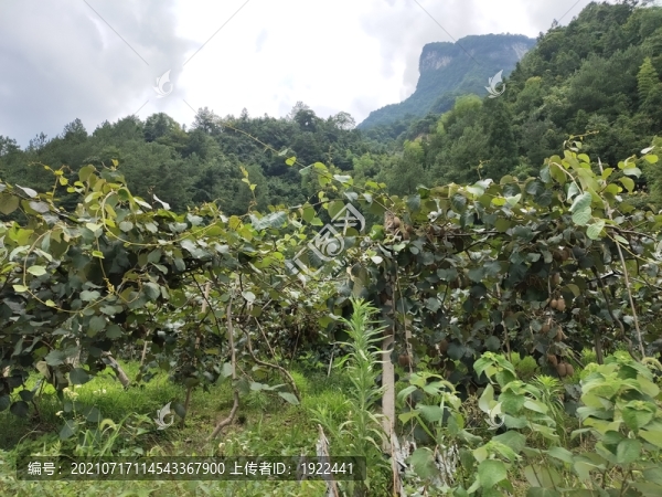 獼猴桃種植基地