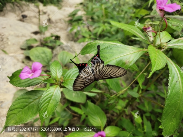 黑色蝴蝶