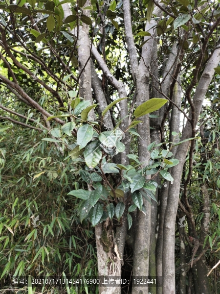 植物