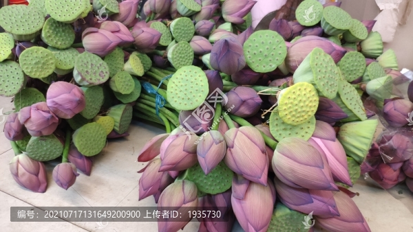 蓮花蓮蓬