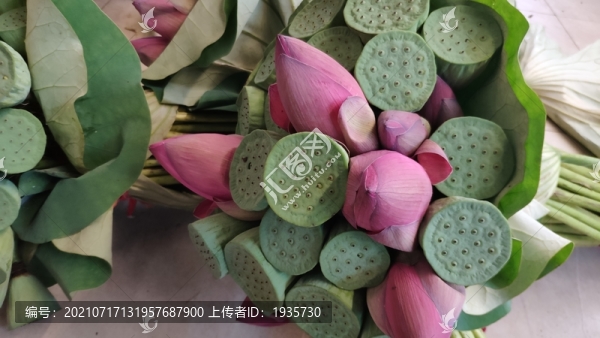 蓮花蓮蓬