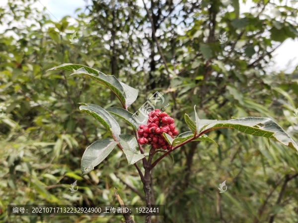 吳茱萸紅色果實