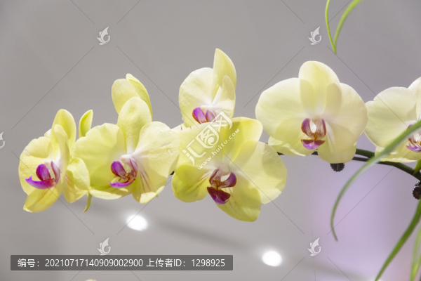 蝴蝶蘭