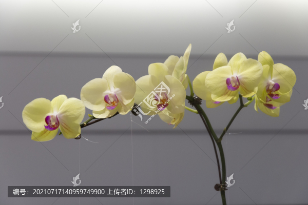 蝴蝶蘭