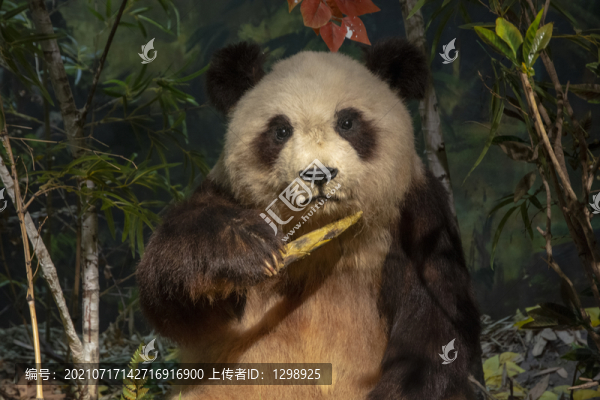 吃竹子的大熊貓