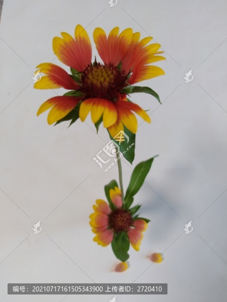 天人菊