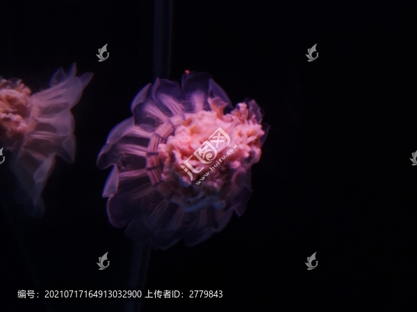 水母