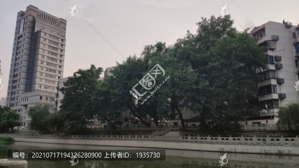 沿岸植樹