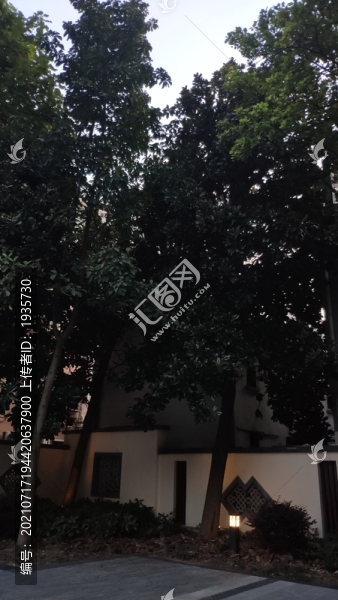 公園大樹(shù)