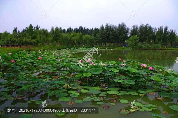 通州臺(tái)湖公園