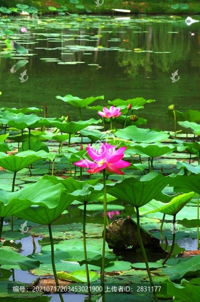 通州臺湖公園