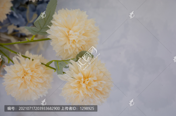 唯美粉色菊花