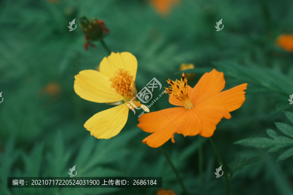 花卉