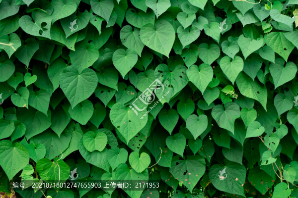 綠植墻