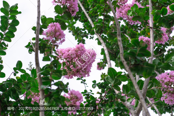 紫藤花