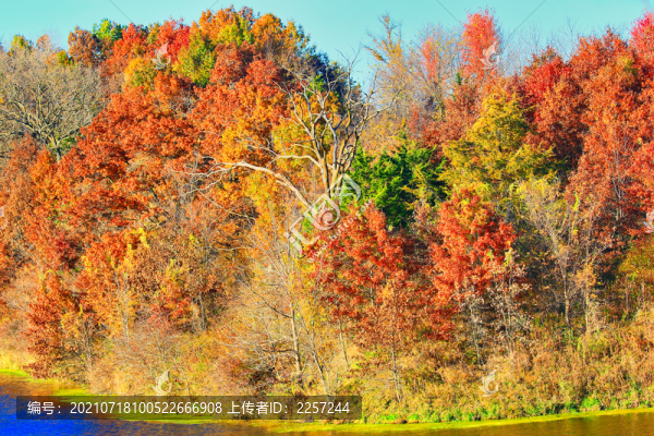 秋景與森林風景