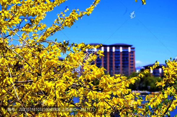 北京玉淵潭公園櫻花