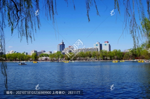 北京玉淵潭公園櫻花