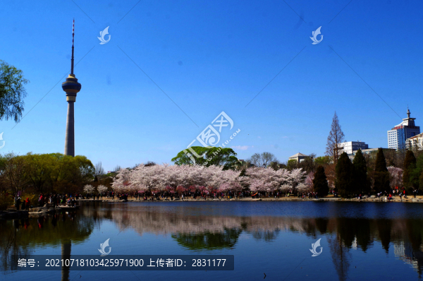 北京玉淵潭公園櫻花