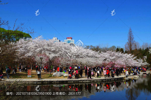 北京玉淵潭公園櫻花