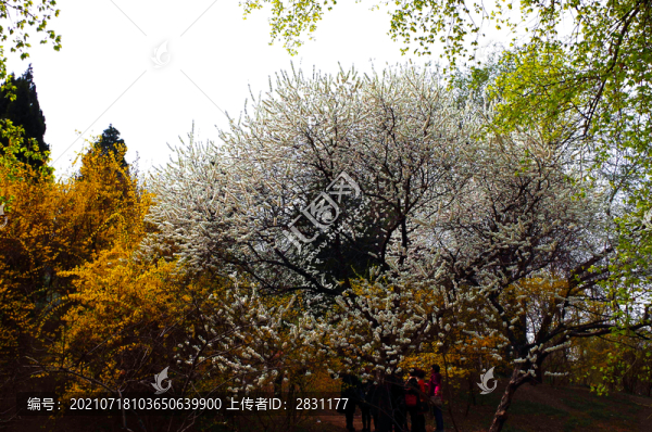 北京玉淵潭公園櫻花