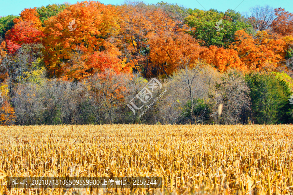 秋色與田園田野