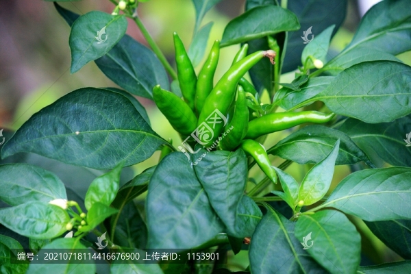 朝天椒